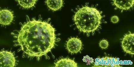 Các hạt virus được bài tiết trong phân sau vài tuần khi nhiễm đầu tiên