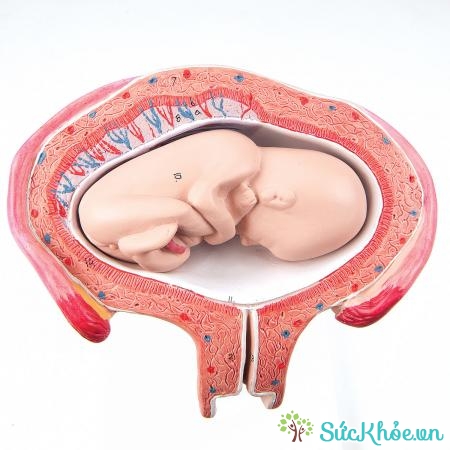 Ngôi thai nằm ngang là thai nằm đầu ở một bên và mông ở một bên