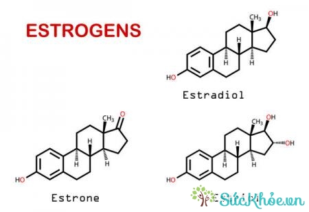 Estrogen đóng vai trò là hormone sinh dục nữ