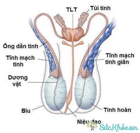 Giãn tính mạch để lại nhiều biến chứng nguy hiểm