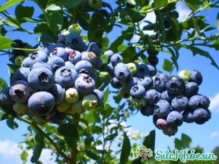 Cả cây và quả việt quất đều mang lại hiệu quả chữa bệnh tiểu đường