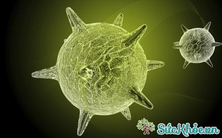 Virus là nguyên nhân viêm phế quản cấp chủ yếu