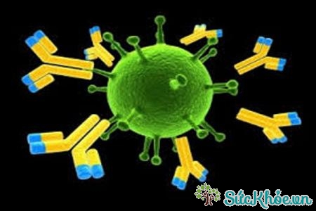 Trong miễn dịch thu được có 2 cách tiếp xúc kháng nguyên