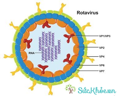 Rotavirus là nguyên nhân viêm dạ dày ruột cấp do virus