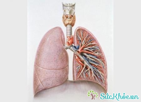 Phế quản và phổi