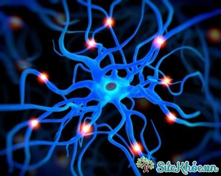 Liên hệ di truyền giữa hệ miễn dịch và hệ thần kinh