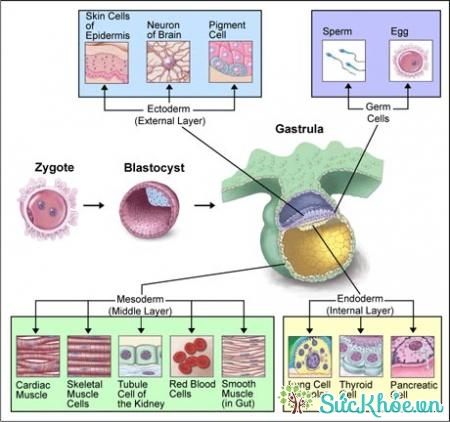 Mẫu tế bào gốc
