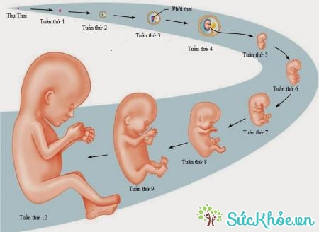 Sự phát triển của thai nhi cũng là nguyên nhân táo bón ở bà bầu