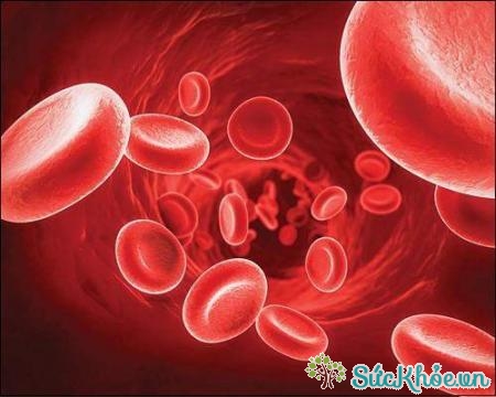 Nguyên nhân gây bệnh máu khó đông là do thiếu hụt các yếu tố đông máu
