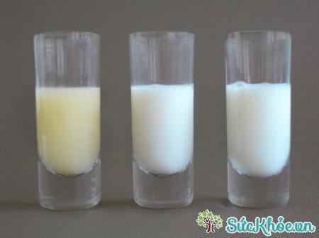 Uống sữa tăng cường sức đề kháng cho cơ thể