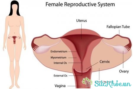 Biểu hiện của lạc nội mạc tử cung