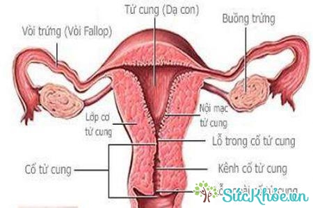 Nhi hóa tử cung là một phần của hội chứng suy giảm buồng trứng sớm