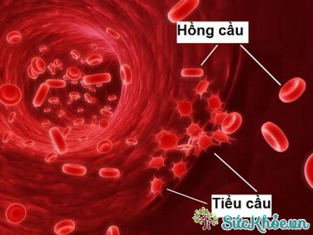 Tiểu cầu là một trong ba loại tế bào máu cơ bản