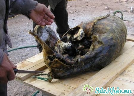 Món kiviaq - hải cẩu thối rữa nhồi chim chết