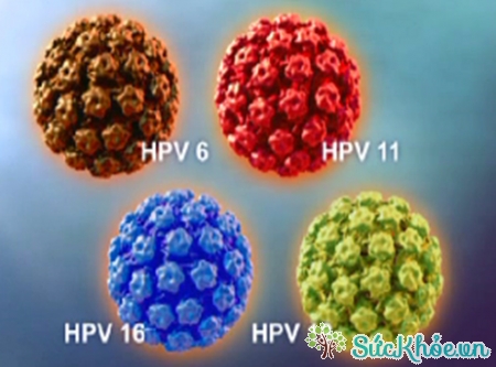 Nguyên nhân ung thư cổ tử cung đầu tiên là lây nhiễm virus HPV