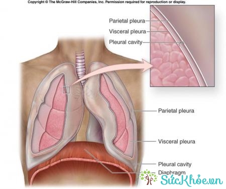Tràn dịch màng phổi ở thai nhi ảnh hưởng đến phổi của trẻ