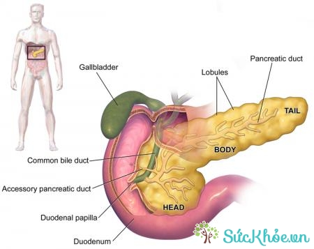 Triệu chứng của ung thư tuyến tụy là đau bụng, sụt cân
