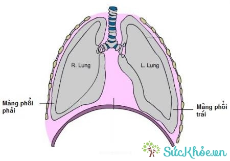Sốt, ho khan, đau ngực là triệu chứng của bệnh phổi có nước