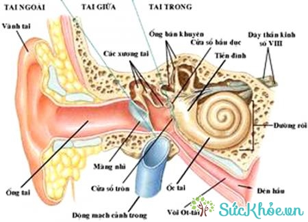Viêm tai giữa là nguyên nhân gây viêm tai xương chũm
