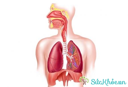 Khó thở, da lạnh là biểu hiện của tắc mạch phổi