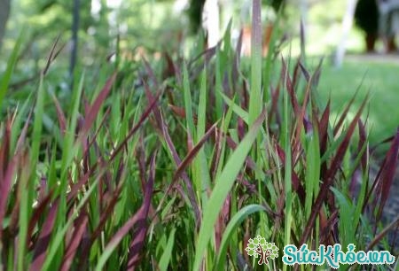Rễ cỏ tranh kết hợp với một số loại thuốc quý để chữa bệnh lậu