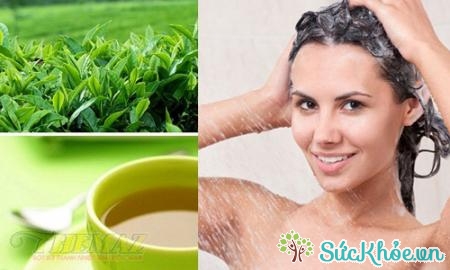 Một cách đơn giản để trị rụng tóc bằng trà xanh đó là gội đầu bằng nước trà xanh