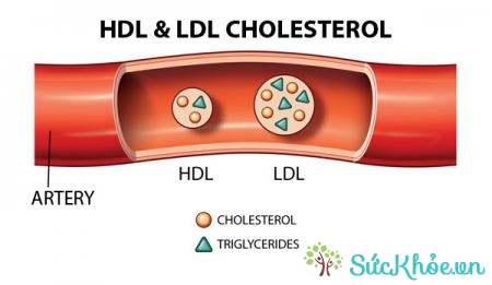 Xét nghiệm cholesterol toàn phần là một trong những chỉ số xét nghiệm sinh hóa máu