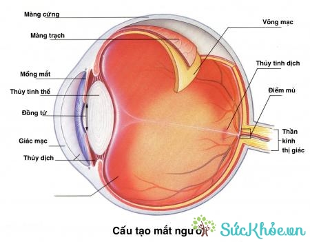 Triệu chứng của bệnh là mắt mờ, thị lực dao động