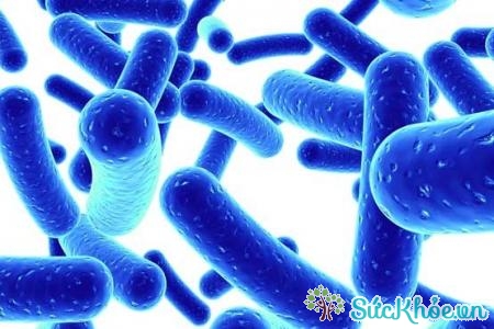 Probiotic à 1 lợi khuẩn thuộc nhóm vi khuẩn sống