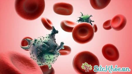 Rối loạn sinh tủy do sự phá vỡ trật tự tế bào máu