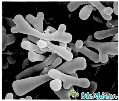 Bổ sung lợi khuẩn Bifidobacterium (Bifido) giúp người bệnh ăn uống thoải mái