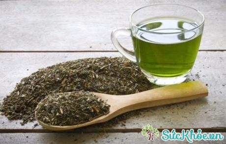 Uống trà xanh mỗi ngày có thể ức chế tăng trưởng tế bào ung thư