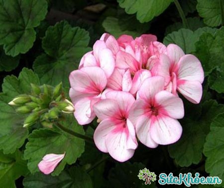 Hoa phong lữ với nhiều màu sắc đẹp chính là khắc tinh của muỗi 