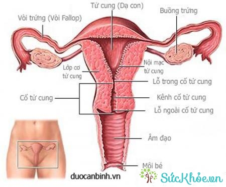 Lạc nội mạc tử cung diễn ra trong độ tuổi sinh sản