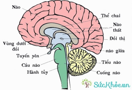 Tác dụng ngoại ý có thể gây rối loạn hệ thần kinh trung ương