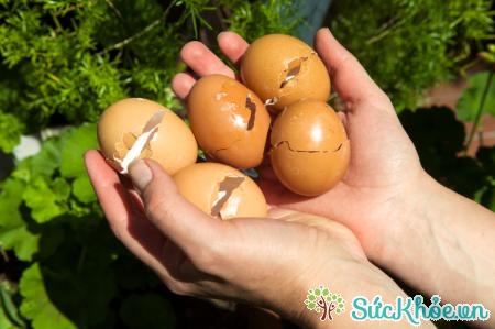 Dùng vỏ trứng bón cây