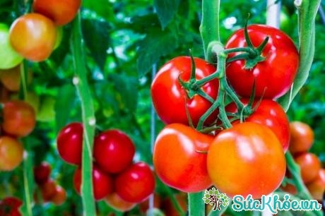 Cách bảo quản cà chua luôn tươi ngon