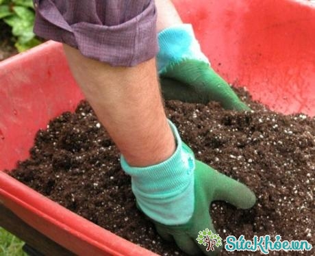 Nên trộn đất thật kỹ trước khi trồng cây trong chậu