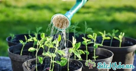 Do trồng trong chậu nên cây sẽ nhanh khô và cần được tưới nước thường xuyên trong ngày