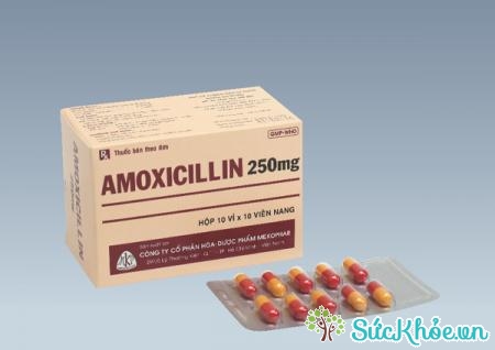 Thuốc Amoxicillin 250mg điều trị nhiễm khuẩn do vi khuẩn