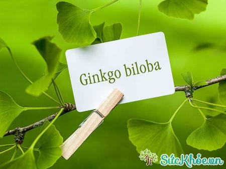 Ginko Biloba góp phần bảo vệ thị lực, hạn chế quá trình lão hóa mắt
