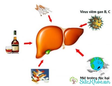 Thận trọng khi dùng thuốc cho người rối loạn chức năng gan