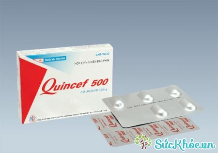 Thuốc Quincef 500 điều trị nhiễm trùng do vi khuẩn nhạy cảm