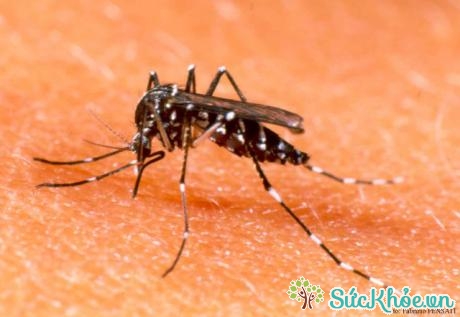 Nguyên nhân sốt xuất huyết là do muỗi vằn hút máu truyền vi trùng