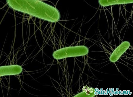 E.coli là loại vi khuẩn sống trong ruột người và động vật