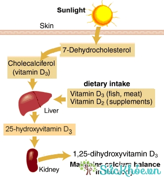 Quá trình hấp thụ vitamin D từ ánh nắng mặt trời
