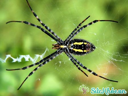 Vết nhện cắn thường vô hại nhưng đôi khi gây dị ứng