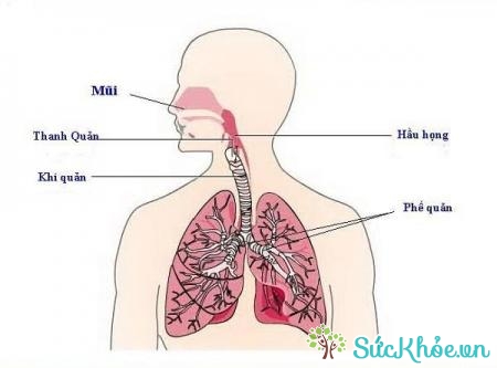 Một số bệnh nhiễm nấm là nguyên nhân gây nấm phổi