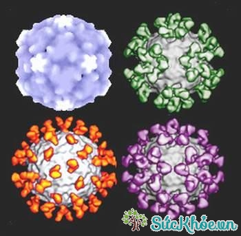 Mô hình cấu trúc Rhinovirus - Thủ phạm gây NKĐHH