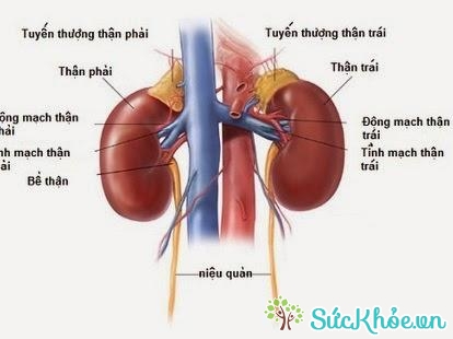 Số lượng người cao tuổi trên 60 bị viêm cầu thận tiến triển nhiều hơn tuổi trẻ